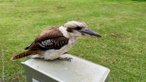 Close up portrait of laughing kookaburra in Queensland