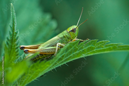 Konstfotografi Closeup of a green grasshopper on a leaf