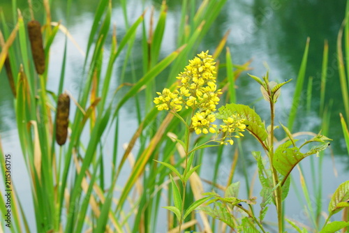 夏の草花ークサレダマ（草連玉）の黄色い花と茶色の穂をつけたガマ