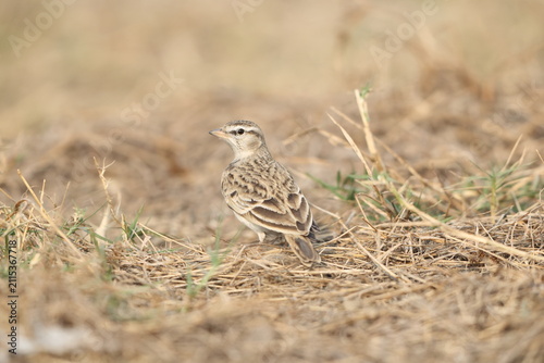 Photography The greater short-toed lark (Calandrella brachydactyla) is a small passerine bird