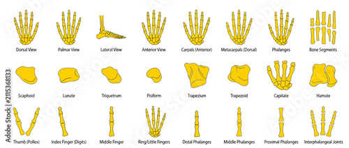 Obraz na płótnie Human Hand and Foot Bone Anatomy Diagram