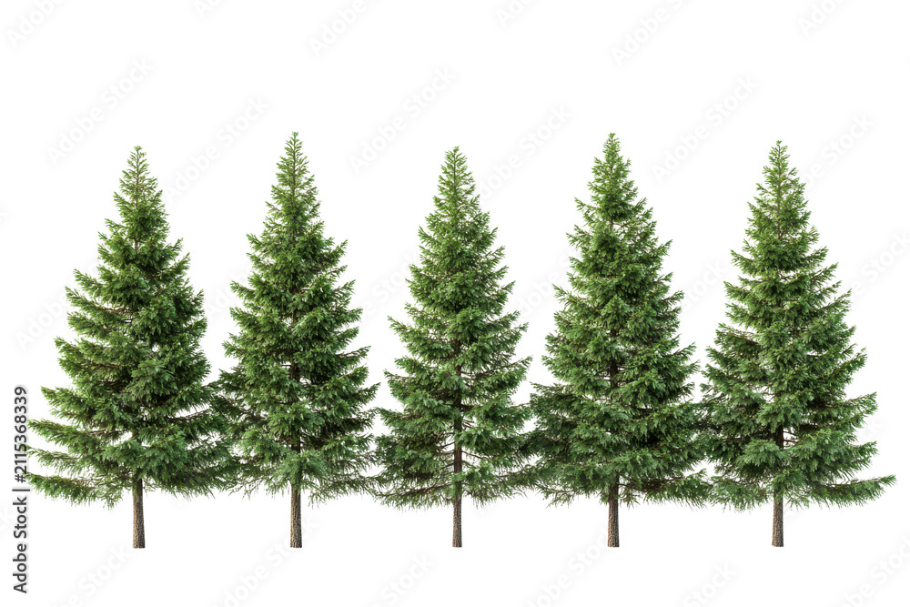 Obraz premium Five Green Coniferous Trees With Snow Covered Branches Silhouetted Against Black Background evergreen