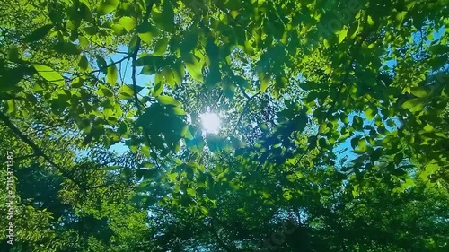緑の森　太陽光