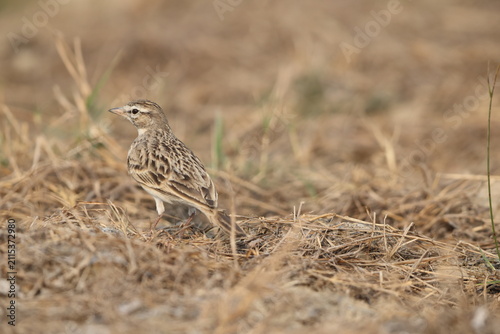 Canvas Print The greater short-toed lark (Calandrella brachydactyla) is a small passerine bird