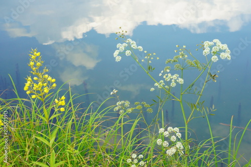 湖に映り込んだ雲と青空を背景に夏の高原の草花