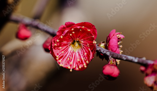 фотографія Close-up of the red plum blossom's stamens