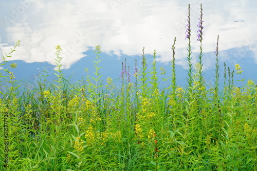 湖に映り込んだ雲と青空を背景に夏の高原の草花