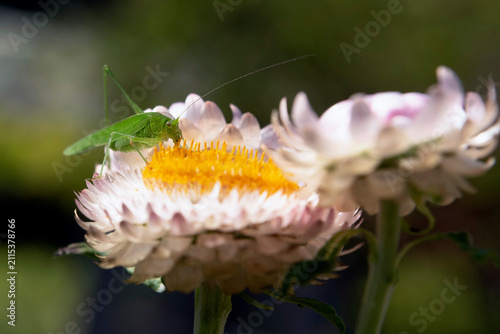 Bush cricket eating the flower core