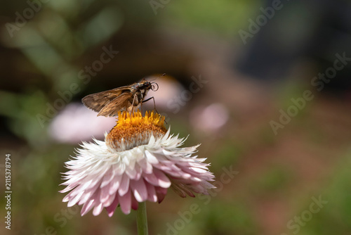 Moth with its proboscis visible