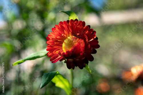 Nyctinasty in strawflower: flower opening its petals during  the day