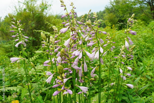 高原の草花ー紫色のギボウシの花咲く