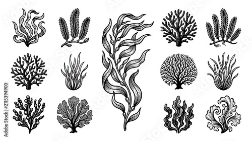 Vintage Botanical Illustrations of Marine Plants and Corals