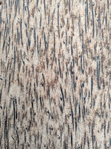 Exotic Black Palm Wood Texture