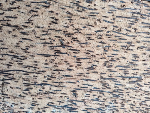 Natural Coconut Palm Wood Surface