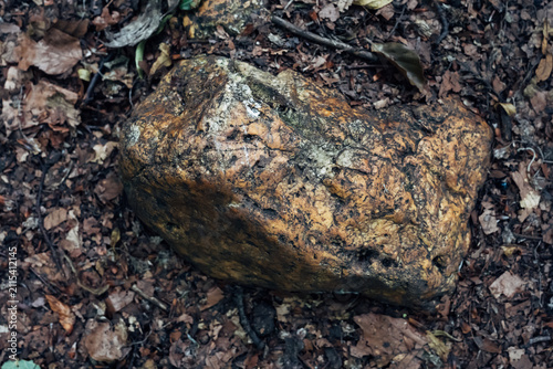 Natural rock in forest, surrounded by leaf litter and damp earth