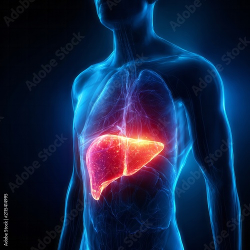 Illuminated human liver glows red within translucent blue torso.