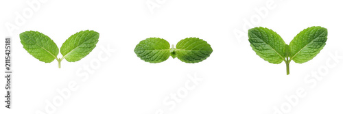 Set of fresh mint leaves, isolated illustrations of green aromatic herbs with serrated edges for culinary recipes, cocktail garnishes, herbal medicine, organic products, and natural cosmetics concepts