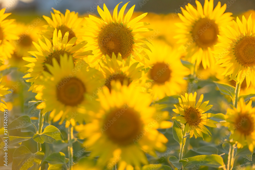 Fototapeta premium Sunflowers glowing in warm evening sunlight