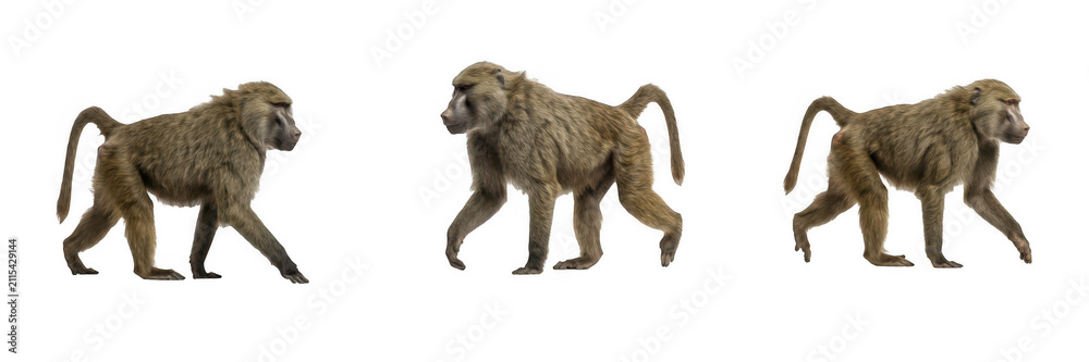 Fototapeta premium Set of baboons walking, isolated illustrations of wild African monkeys with brown fur moving for wildlife conservation, nature documentaries, zoo animal concepts, and primate studies.