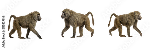 Photography Set of baboons walking, isolated illustrations of wild African monkeys with brown fur moving for wildlife conservation, nature documentaries, zoo animal concepts, and primate studies