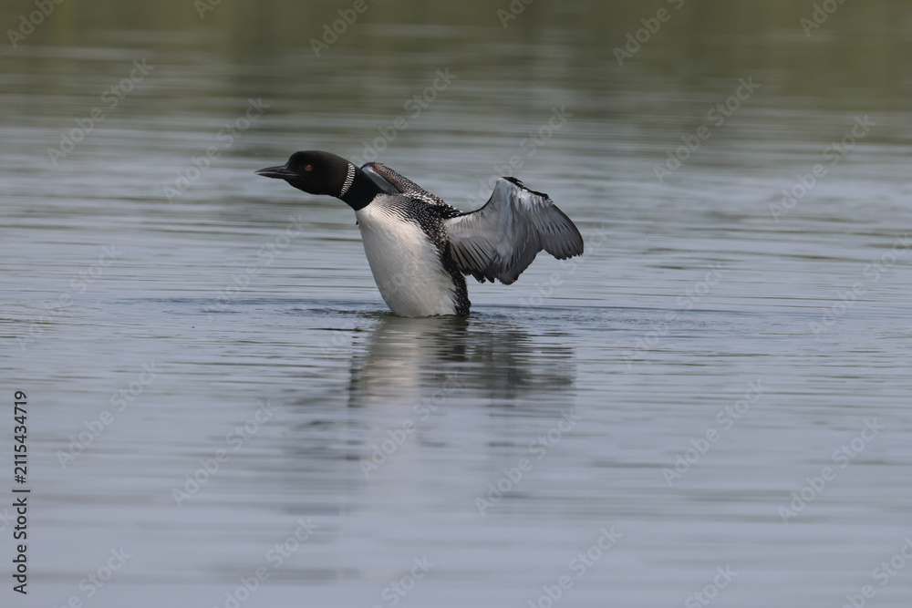 Fototapeta premium Loons flapping on still water, no wind