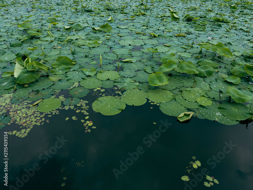Foto water lily in the pond