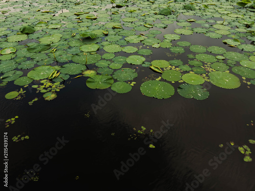Foto water lily in the pond