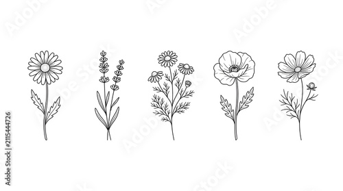 Wildflower line art set with daisy lavender and poppy stems