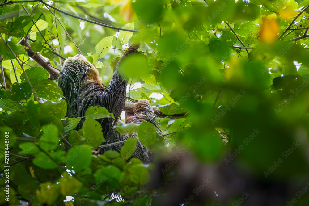 Fototapeta premium Hoffmann’s Two-toed Sloth (Choloepus hoffmanni) feeding on leaves in the lush tropical rainforest canopy, Costa Rica.