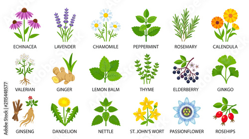Obraz na płótnie Collection of Medicinal Herbs and Plants