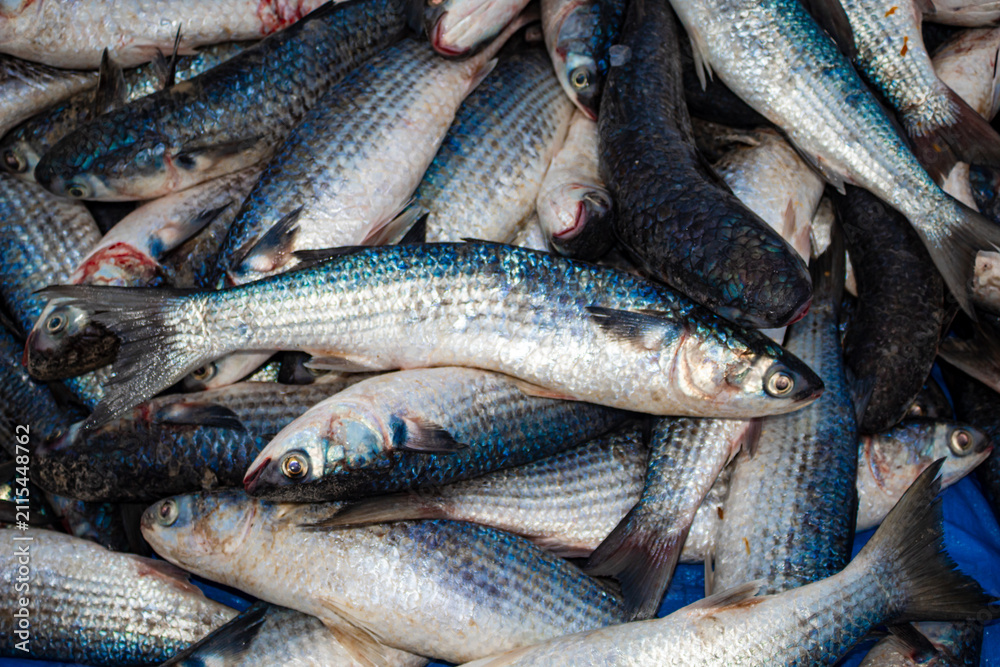Fototapeta premium Tainhas empilhadas da pesca da tainha em Florianopolis na areia da praia do Santinho Ingleses ilha de Florianópolis Santa Catarina Brasil