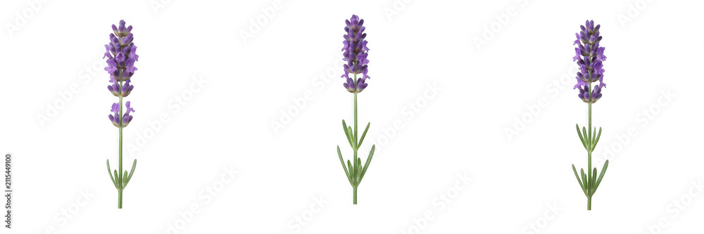 Obraz premium Fresh purple lavender flower stems with green leaves isolated on white background, aromatic herb and floral PNG graphic