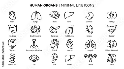 Foto Human Organ Minimalist Line Icons Set