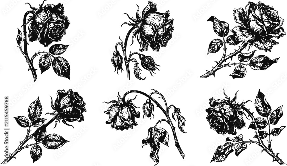 Fototapeta premium Dark vintage halloween roses in an engraving style during a spooky night with ghostly petals