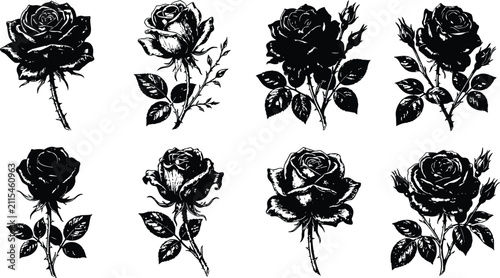 Vintage halloween engraving of dark roses with thorny branches on white background