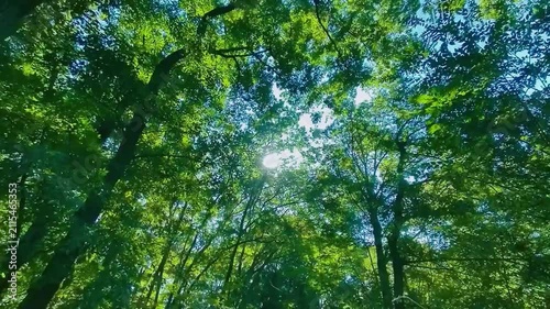 緑の森　太陽光