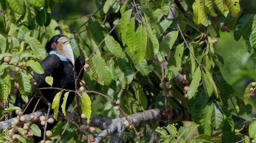 bird
