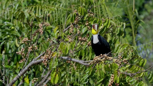 bird