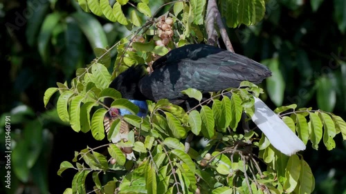 bird