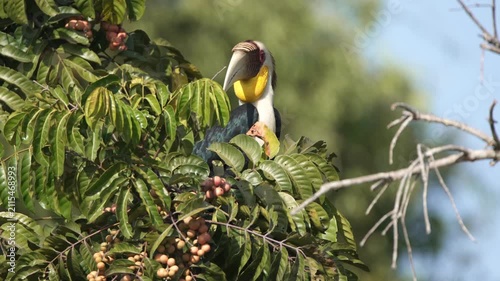 bird
