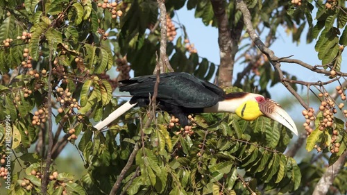 bird