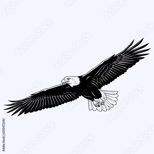 Bald Eagle Flying Vector Illustration Majestic Bird of Prey with Spread Wings Wildlife Raptor Isolated