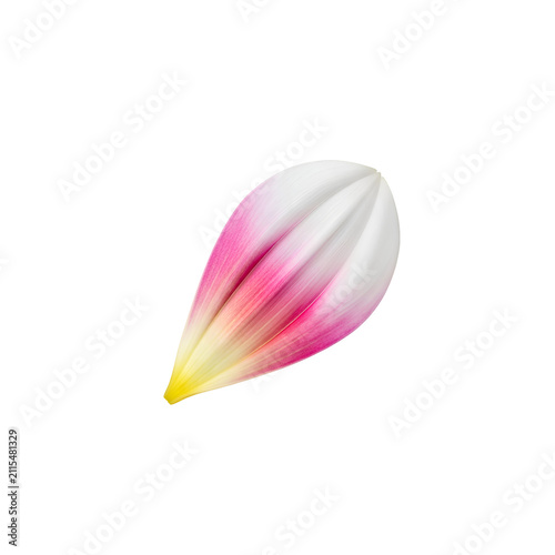 Single Elegant Pink and White Dahlia Flower Petal Isolated on Transparent Background Macro Shot