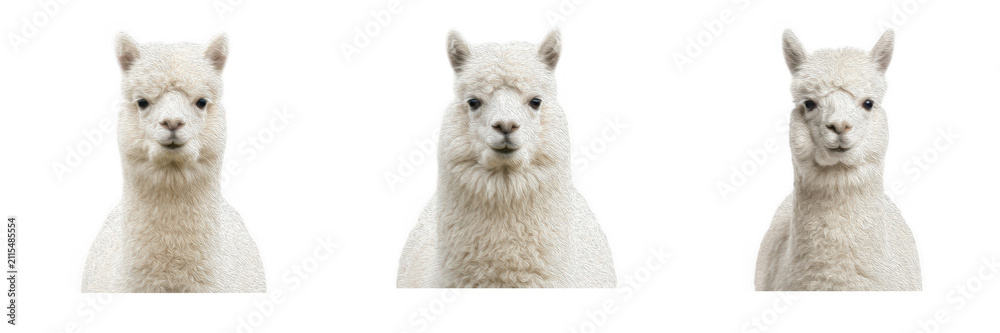 Fototapeta premium Cute White Alpacas Isolated Set, Fluffy Llama Portraits PNG Elements, Farm Animals and Wildlife Collection for Agriculture, Zoo and Nature Design Clipart, Friendly Herbivore Mammal Portrait