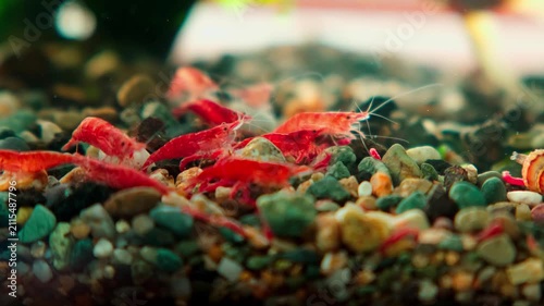 Tiny red shrimp scurry over colorful gravel.