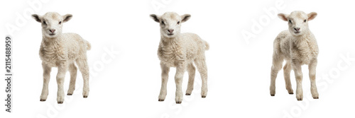 Obraz na płótnie Cute white little lamb standing set isolated on transparent background, fluffy y