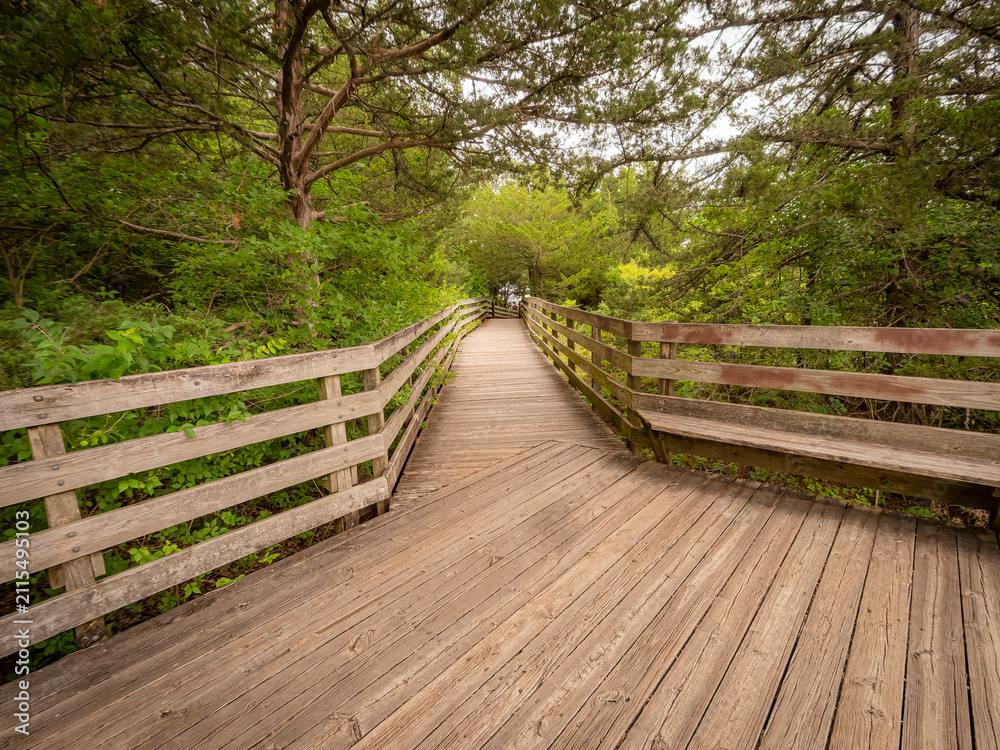 Obraz premium Scenic wooden boardwalk and observation deck winding through a lush green summer forest and dense trees