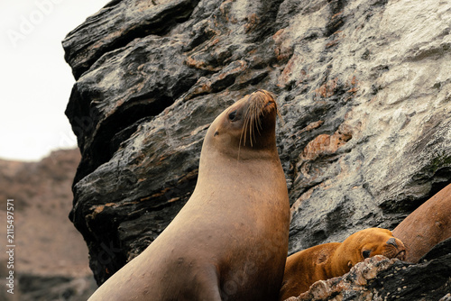 Foto Sea lion on rock