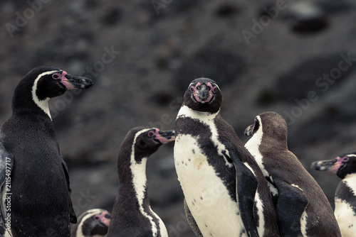 Penguins on the rocks