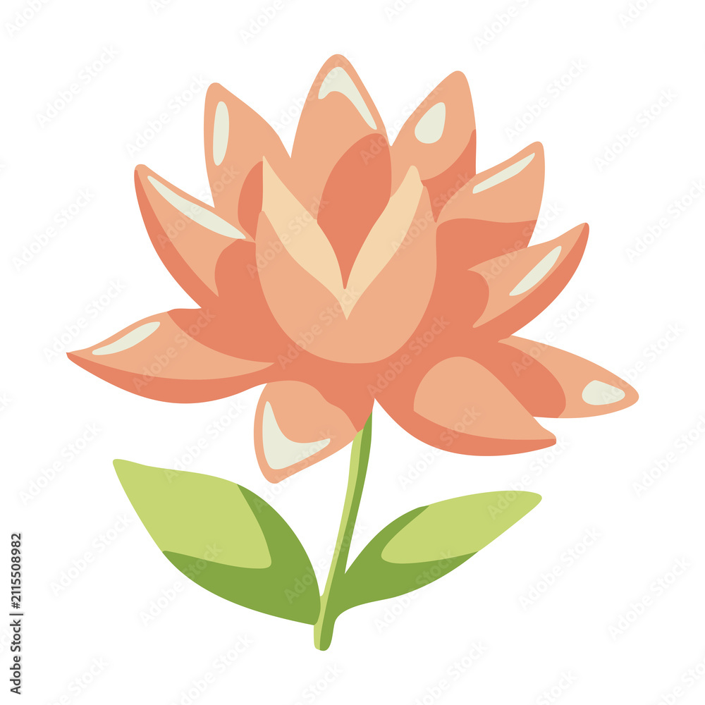 Fototapeta premium Peach Lotus Flower Illustration